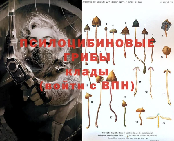 крисы Новокубанск